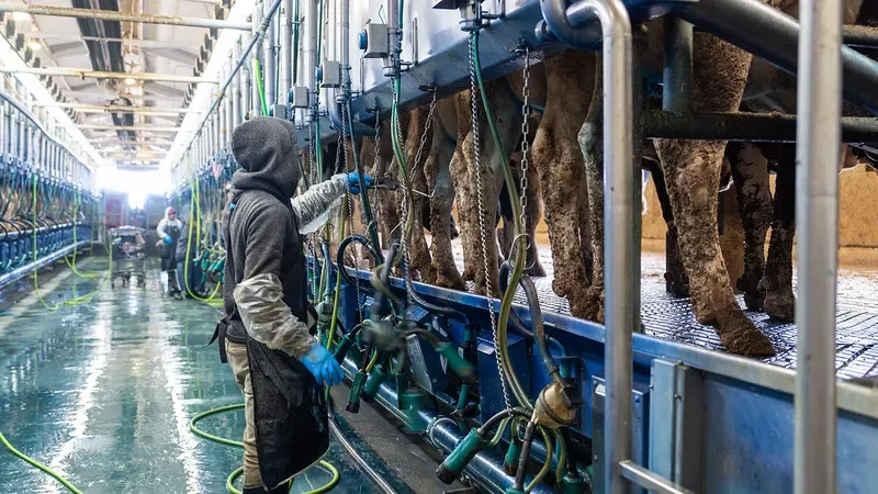 Illustration accompanying PPE for Dairy Processing: Hygiene, Comfort, and Safety in Wet Environments