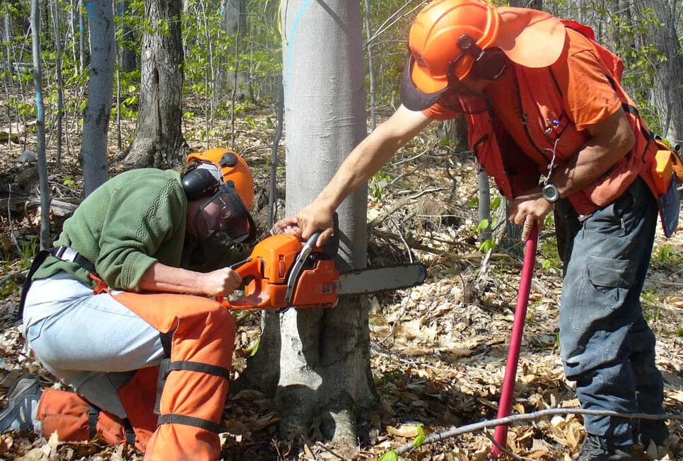 placeholder Illustration accompanying Chainsaw Gloves: Balancing Dexterity and Protection