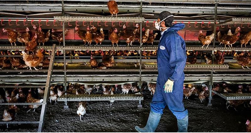 Livestock Handling PPE